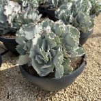 Kotyledón vlnitý (Cotyledon Undulata) - výška 20-30 cm, ⌀ 25-30 cm, kont. C5L